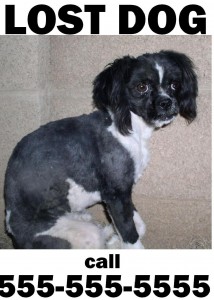 Lost Dog « kidsermons.com