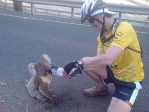 KoalaGetsDrink